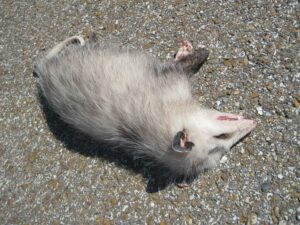 opossum playing dead